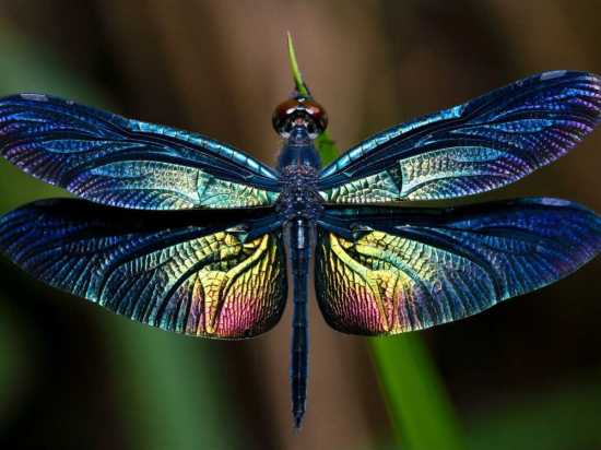 Tarot libelula Significado esotérico de la libélula amuletos Amuletos y hechizos Animales  