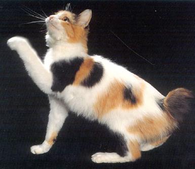 razas bobtail gatos