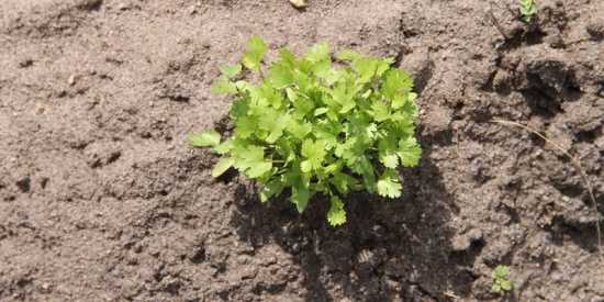 sembrar cilantro cultivo