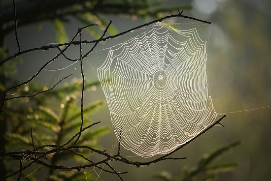 Simbolismo y significado espiritual de la araña