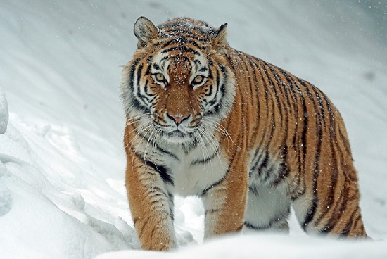 El tigre como animal de poder