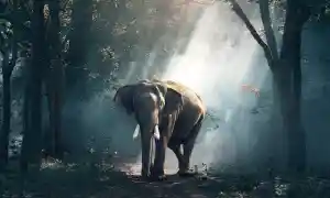 Mandalas de elefantes, significados y beneficios