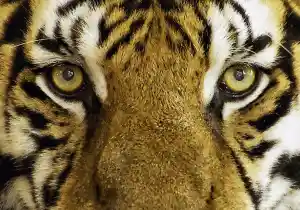 Significado espiritual del Tigre
