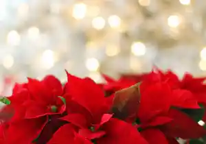 Significado de las plantas y flores de navidad: decora tu hogar 