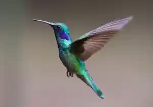 Simbología del colibrí como animal de poder