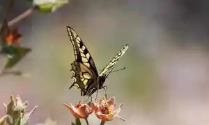 La simbología esotérica de la mariposa