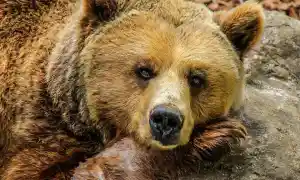 El oso como tótem animal y su significado esotérico