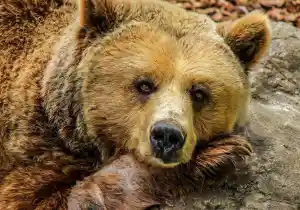 El oso como tótem animal y su significado esotérico